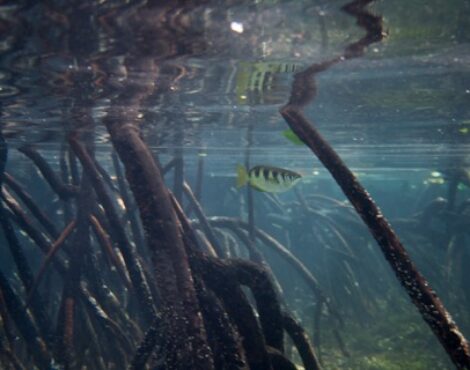 Bunaken’s Mangrove Forests