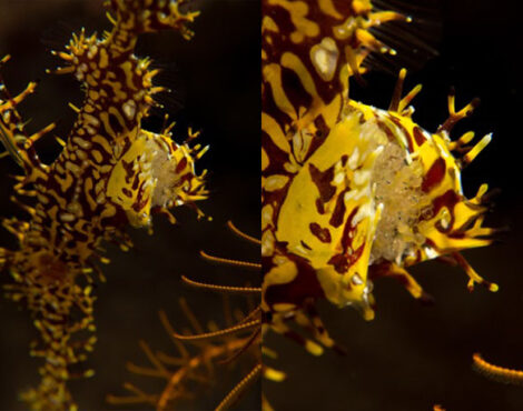 Ghost Pipefish