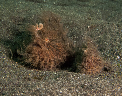 Unveiling the Hidden Treasures of Bunaken Marine Park: Exploring the Southern Section’s Muck Diving Delights