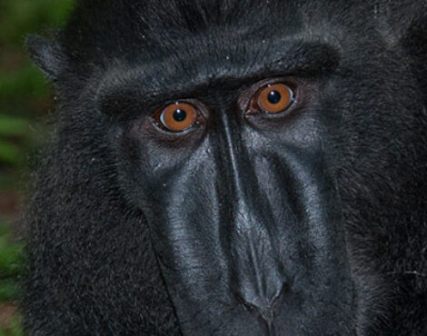 Exploring the Biodiversity of Bunaken National Park: From Marine Marvels to Terrestrial Treasures