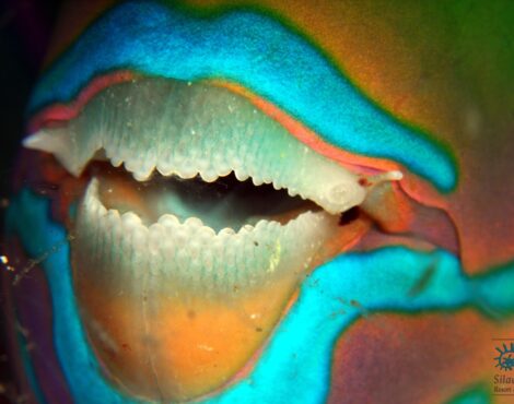 Parrotfish: Rainbow warriors of the reef