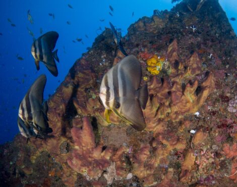 Essential guide to snorkeling: how to make the most of the underwater world