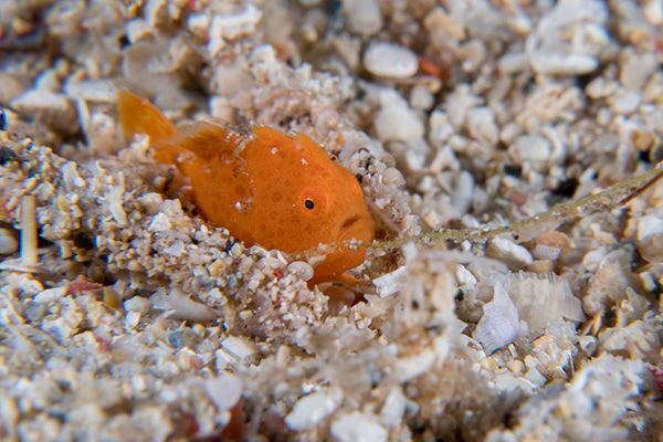 OCEAN DEFENDER - Hawaii - This is a baby frog fish That's how