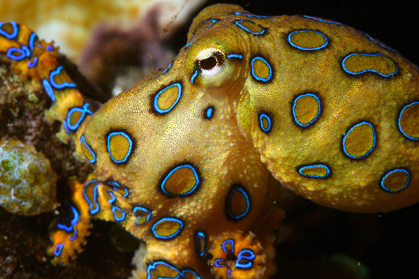 Octopus Facts, the Adorable Dumbo, and Two-Spot Species - Owlcation